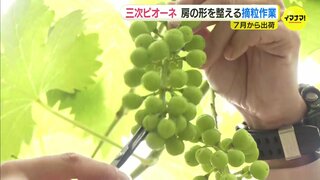 ７月には「黒い真珠」 三次ピオーネの房の形を整える作業