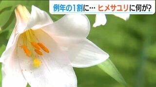 シカに食われた？一面見ごろなはずのヒメサユリが例年の1割だけ…　たった5日間にやむなく祭り期間を短縮する事態に　新潟県三条市