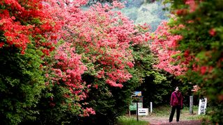 【動画】徳仙丈山でツツジが見頃