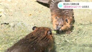 大人顔負けの泳ぎっぷり！3匹の赤ちゃんビーバーお目見え　高知県立のいち動物公園