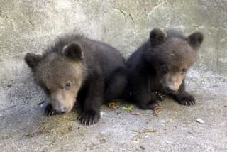 子グマの名前はアシリとルイ　北海道・登別、来園者から募集