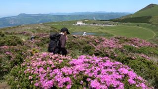 【動画】阿蘇・草千里のミヤマキリシマが見頃