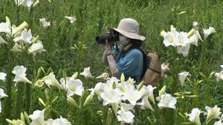 テッポウユリが見頃　初夏の到来を告げる　県総合運動公園