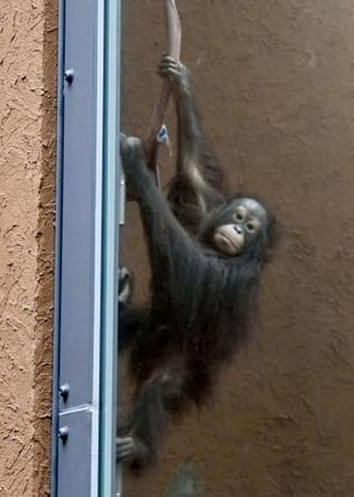 オランウータン新施設で生き生き　札幌・円山動物園、自然環境再現