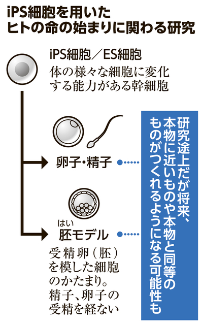 iPSで卵子・精子つくる研究、8割の人が「期待」　内閣府意識調査