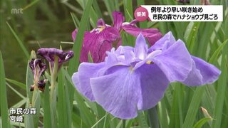 約160種20万本のハナショウブ　例年より1週間ほど早く咲き始める　宮崎市の市民の森「はなしょうぶ園」