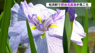 黄色い模様が特徴の「肥後花菖蒲」 名勝の日本庭園彩る　熊本・八代市