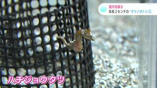 「目がクリッとしていてすごくかわいい」姿を見られたらラッキー？　国内初展示　体長２センチ　“ハチジョウタツ”