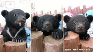 3頭ともバレンタインデー生まれの赤ちゃんグマ　見分け方は“あご”に注目！