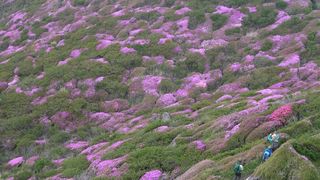 【動画】阿蘇山頂はピンク色の別天地