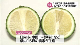 さわやかな香りが特徴　日向市発祥の柑橘類「へべす」　ハウスものの初競りで過去最高値1万円(1箱1キロ)