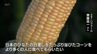 旬の味覚「スイートコーン」　宮崎市で収穫始まる　