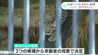 「今だけの姿を見に来て！」双子のジャガーの赤ちゃんが30日から一般公開　午後1時半から1時間だけ