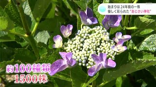 始まりは24年前の一株　優しく彩られた“あじさい神社”　御朱印帳にもアジサイ