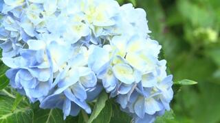 梅雨の花アジサイ＜紫陽花＞　本部町伊豆味で見頃を迎える