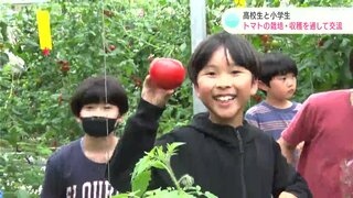 「とったど～！」「でかいなぁ、これはでかい」高校生と小学生　トマトの栽培・収穫を通して交流