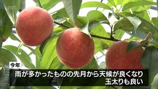 初夏の味覚「桃」　延岡市北方町で収穫始まる