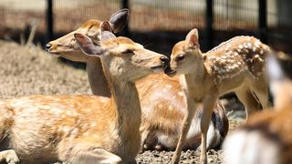 【動画】子鹿の一般公開始まる