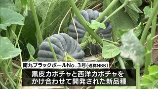 宮崎特産 黒皮カボチャの新品種「南九ブラックボールNo.3号」(通称NBB)の初収穫