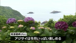 約100種類20万本のアジサイが見ごろを迎える　門川町の「桃源郷岬」