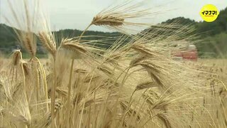 「麦の香ばしさ生きた品質」広島県産ウイスキー用の大麦を収穫　世羅町