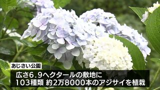 103種類･約2万8000本のアジサイが見ごろを迎える　都城市山之口町の「あじさい公園」