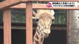 キリンの「ハルマ」　来月に福岡県の動物園へ　宮崎市フェニックス自然動物園で一昨年誕生した2歳のオス