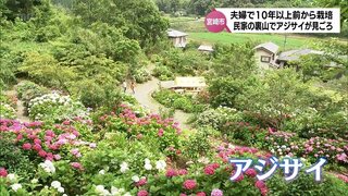 民家の裏山で約1000株のアジサイが見ごろに　宮崎市の夫婦が育てる　一般にも開放