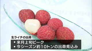 宮崎県産「生ライチ」の初競り　1箱500ｇで3万円の過去最高値