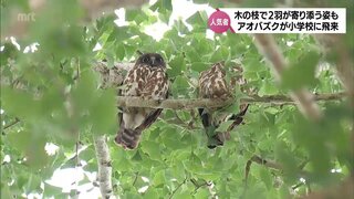 宮崎市の小学校にフクロウの仲間「アオバズク」が飛来　2羽が寄り添う姿も　学校の人気者に