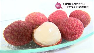 1箱9個入りが3万円の過去最高値　宮崎県産「生ライチ」　今シーズン初競り