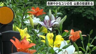 「夢ゆりの道」色鮮やかなユリの花が山里の街道彩る　6月下旬までが見ごろ