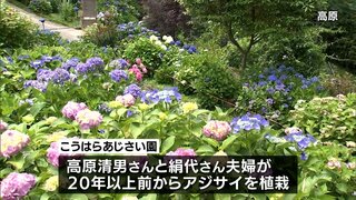 夫婦で20年以上植栽続ける　高原町「こうはらあじさい園」　569種約3400株のアジサイが見ごろ