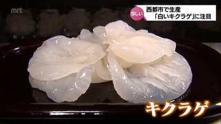 見た目も珍しい希少な「白いキクラゲ」　新食材の魅力に注目