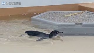 【動画】元気に泳ぐフェアリーペンギンのひな