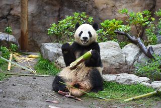 双子パンダいつまで会える？＝もうすぐ３歳、姉は返還―上野動物園