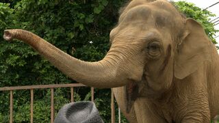 消えゆく人気動物　ゾウの高齢化に直面する動物園　繁殖の難しさや海外からの導入も壁=静岡市