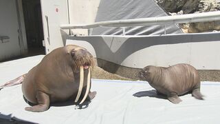 セイウチの赤ちゃん　生後2か月すくすく成長中…よちよち歩きにメロメロ　水族館うみたまご