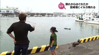 宮崎港にイルカが出現　群れからはぐれたのか･･･　「水族館でしか見たことないから、珍しがって、みんな見に来るんじゃないかな」