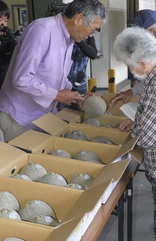 「大山メロン」本格出荷へ、鳥取　例年以上の出来栄え確認