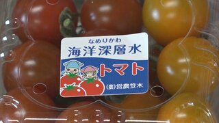 海の恵みたっぷり！園児が “深層水トマト” 摘み取り　フルーツのような味に深いコク