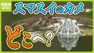 スマスイのカメ１６４匹はいま...伊豆に！引き取った施設の園長は『家で飼えなくなったカメ』も全て受け入れ「カメは悪者ではなかった...外来種ということで殺されるなら助けてあげたい」