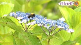 猛暑で例年よりも花は小ぶり　国営越後丘陵公園の「アジサイ」見ごろ　新潟県長岡市