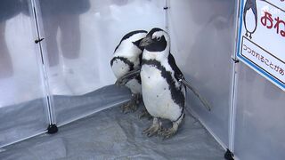 「顔の部分がかわいい」海の生物に触れて楽しめる移動水族館　園児は興味津々　水槽に手を伸ばす＝静岡市