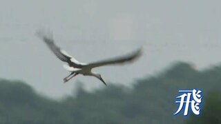 「飛ぶのを見たら、みんな幸せな気分になる」 コウノトリ巣立つ　広島･世羅町で