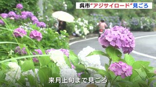 ゴミのポイ捨て対策･美化活動の一環で「アジサイロード」 梅雨入りと同時に10種類のアジサイが見ごろ　広島県呉市