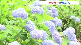 「東洋のバラ」アジサイの花言葉知ってますか？　広島･国営備北丘陵公園で見頃迎える