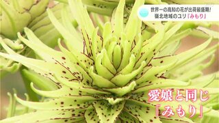 15年以上前にハウスで偶然見つけた世界一の高知の花！嶺北地域のユリ『みもり』が出荷最盛期