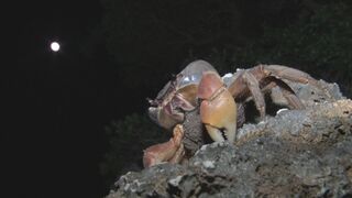 満月の夜の神秘　オカガニの放卵はじまる　思わず見入る幻想的光景【写真11枚】