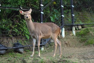 動物園からシカが脱走　29日は臨時休園に　沖縄こどもの国